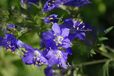 Polemonium caeruleum (Jacobsladder) - afbeelding 5