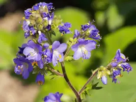 Polemonium caeruleum (Jacobsladder) - afbeelding 2