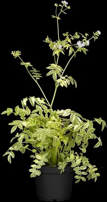 Polemonium caeruleum (Jacobsladder) - afbeelding 13