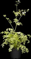 Polemonium caeruleum (Jacobsladder) - afbeelding 13