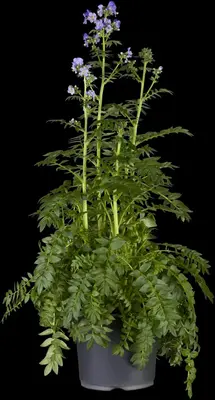 Polemonium caeruleum (Jacobsladder) - afbeelding 11
