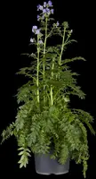 Polemonium caeruleum (Jacobsladder) - afbeelding 11
