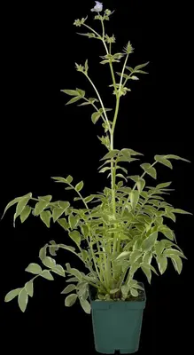 Polemonium caeruleum (Jacobsladder) - afbeelding 14