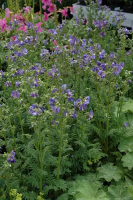 Polemonium caeruleum (Jacobsladder) - afbeelding 15