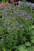 Polemonium caeruleum (Jacobsladder) - afbeelding 15