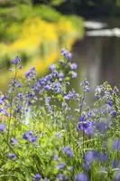 Polemonium caeruleum (Jacobsladder) - afbeelding 7
