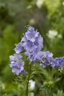 Polemonium caeruleum (Jacobsladder) - afbeelding 9