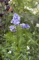 Polemonium caeruleum (Jacobsladder) - afbeelding 10