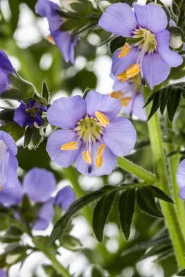 Polemonium caeruleum (Jacobsladder) - afbeelding 12