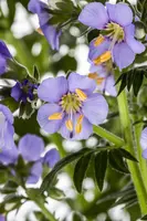Polemonium caeruleum (Jacobsladder) - afbeelding 12