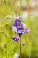 Polemonium caeruleum (Jacobsladder) - afbeelding 18