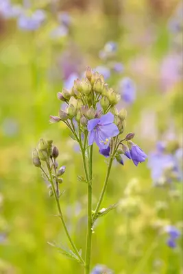 Polemonium caeruleum (Jacobsladder) - afbeelding 20