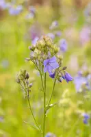 Polemonium caeruleum (Jacobsladder) - afbeelding 20