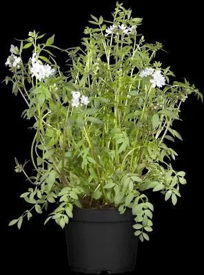 Polemonium caeruleum (Jacobsladder) - afbeelding 6