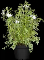 Polemonium caeruleum (Jacobsladder) - afbeelding 6