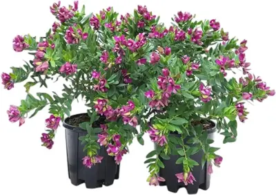 Polygala (Vleugeltjesbloem struik) 50cm - afbeelding 1