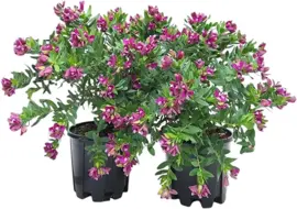 Polygala (Vleugeltjesbloem struik) 50cm - afbeelding 1