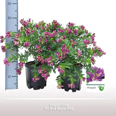 Polygala (Vleugeltjesbloem struik) 50cm - afbeelding 2