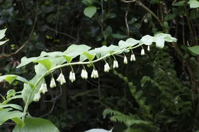 Polygonatum (Gewone Salomonszegel) - afbeelding 4