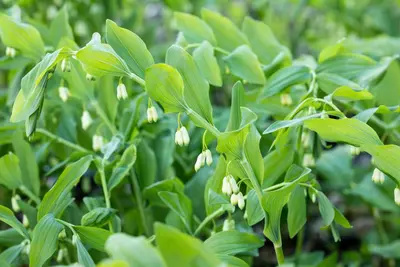 Polygonatum (Gewone Salomonszegel) - afbeelding 5