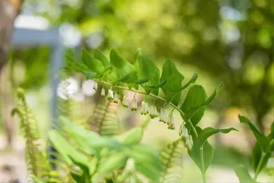 Polygonatum (Gewone Salomonszegel) - afbeelding 6