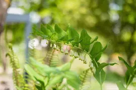 Polygonatum (Gewone Salomonszegel) - afbeelding 6