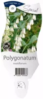 Polygonatum (Gewone Salomonszegel) - afbeelding 1