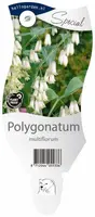 Polygonatum (Gewone Salomonszegel) - afbeelding 1