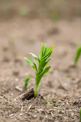 Polygonatum (Gewone Salomonszegel) - afbeelding 3