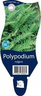 Polypodium vulgare (Eikvaren) - afbeelding 1