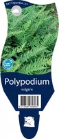 Polypodium vulgare (Eikvaren) kopen?