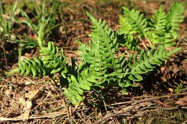 Polypodium vulgare (Eikvaren) - afbeelding 2