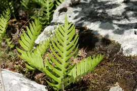 Polypodium vulgare (Eikvaren) - afbeelding 3