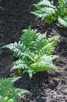 Polypodium vulgare (Gewone eikvaren) - afbeelding 1