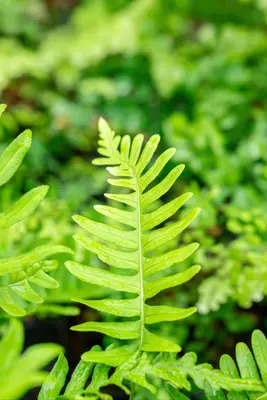 Polypodium vulgare (Gewone eikvaren) - afbeelding 2