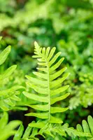 Polypodium vulgare (Gewone eikvaren) - afbeelding 2