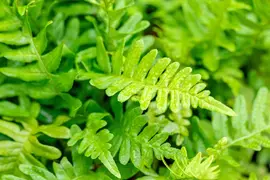 Polypodium vulgare (Gewone eikvaren) - afbeelding 3