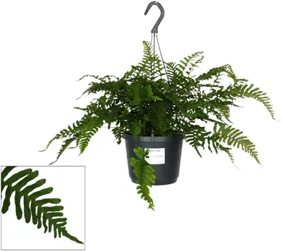 Polypodium vulgare hp17 - afbeelding 1