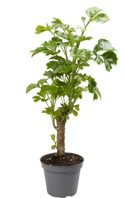Polyscias Balfouriana (Kamerboom) 27cm - afbeelding 1