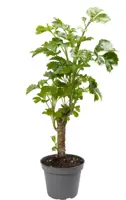 Polyscias Balfouriana (Kamerboom) 27cm - afbeelding 1