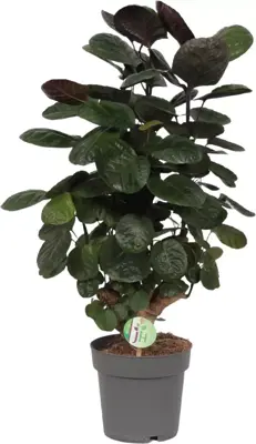 Polyscias 'Fabian' (Aralia) 70cm - afbeelding 1