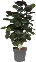 Polyscias 'Fabian' (Aralia) 70cm - afbeelding 1
