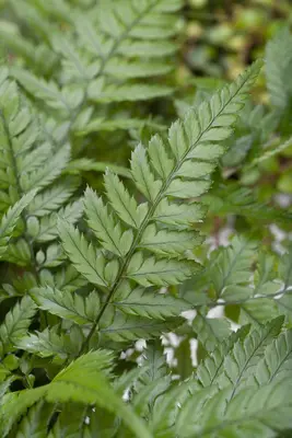 Polystichum (Naaldvaren) - afbeelding 1