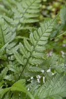 Polystichum (Naaldvaren) - afbeelding 1