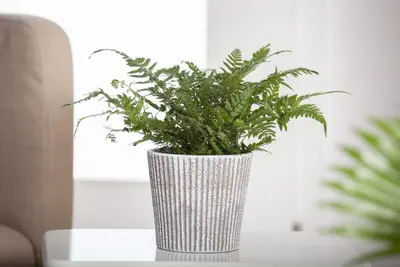 Polystichum (Naaldvaren) - afbeelding 2