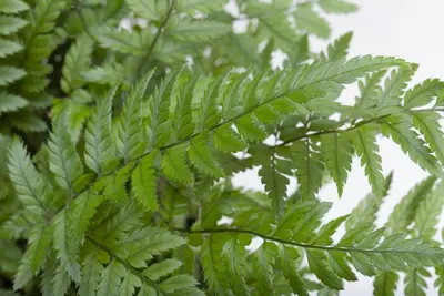 Polystichum (Naaldvaren) - afbeelding 3