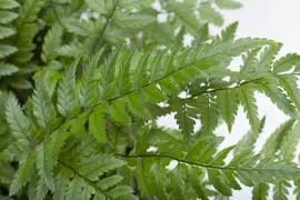 Polystichum (Naaldvaren) - afbeelding 3