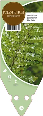 Polystichum Polyblepharum (Zachte naaldvaren) - afbeelding 1