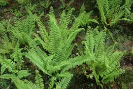 Polystichum setiferum 'Herrenhausen' (Naaldvaren) - afbeelding 4