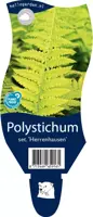 Polystichum setiferum 'Herrenhausen' (Naaldvaren) - afbeelding 1